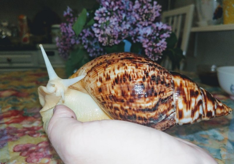 Ахатина ретикулята альбино