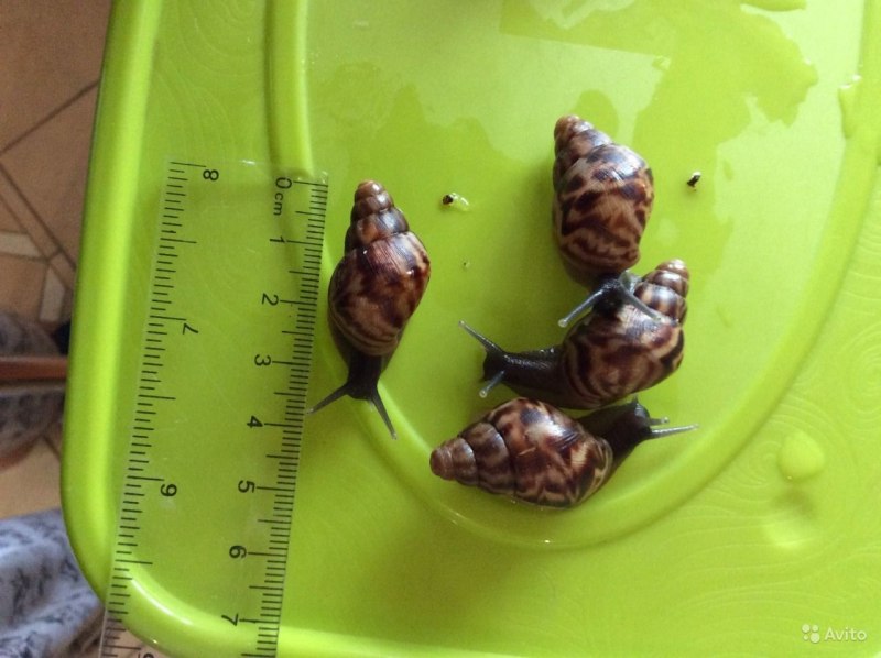 Ахатина ретикулята стандарт малыши