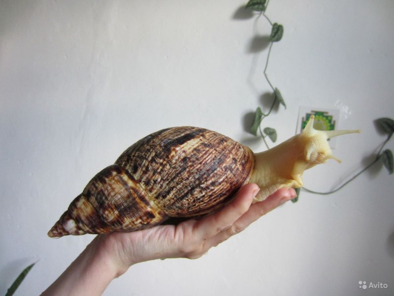 Ахатина ретикулята альбино