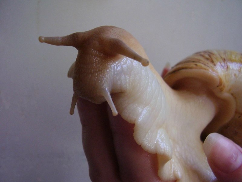 Сколько зубов у улитки ретикуляты