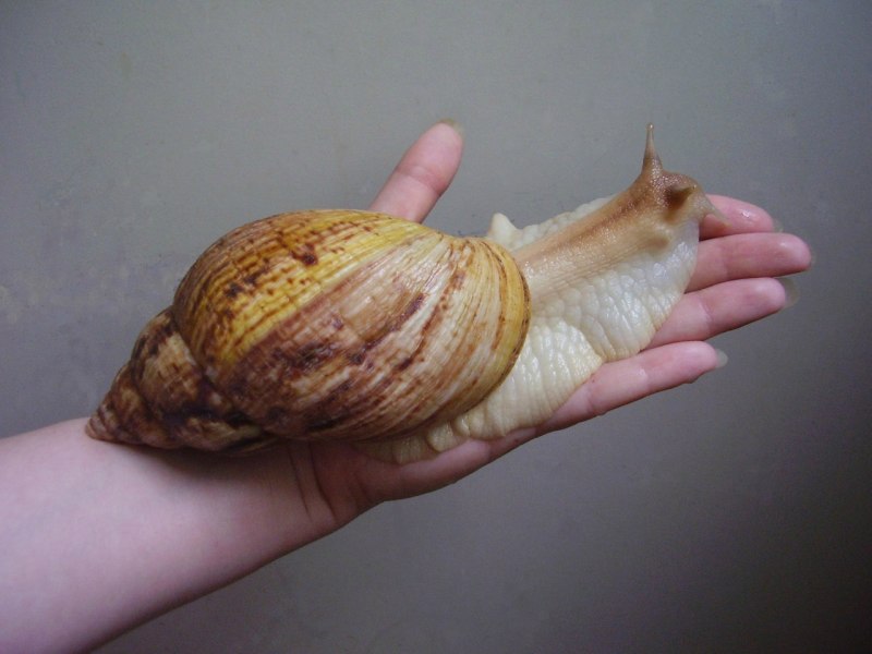 Африканская улитка ахатина