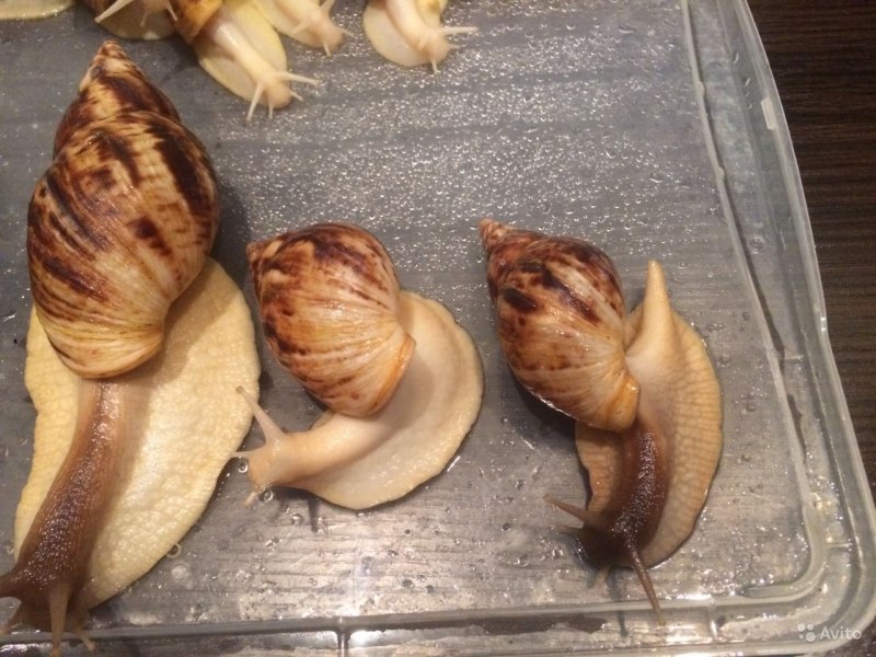 Ахатина инжир