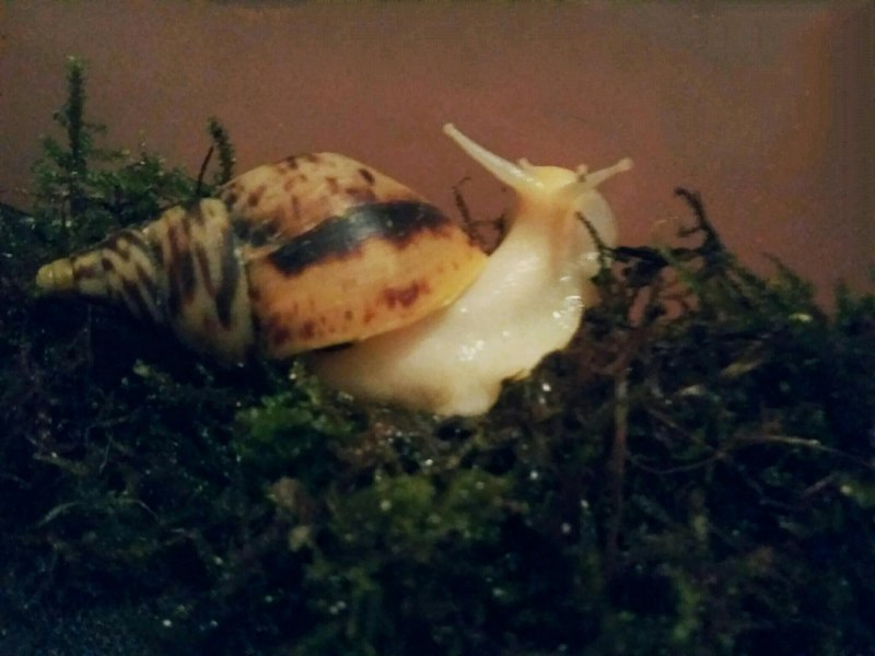 Ахатина ретикулята кладка