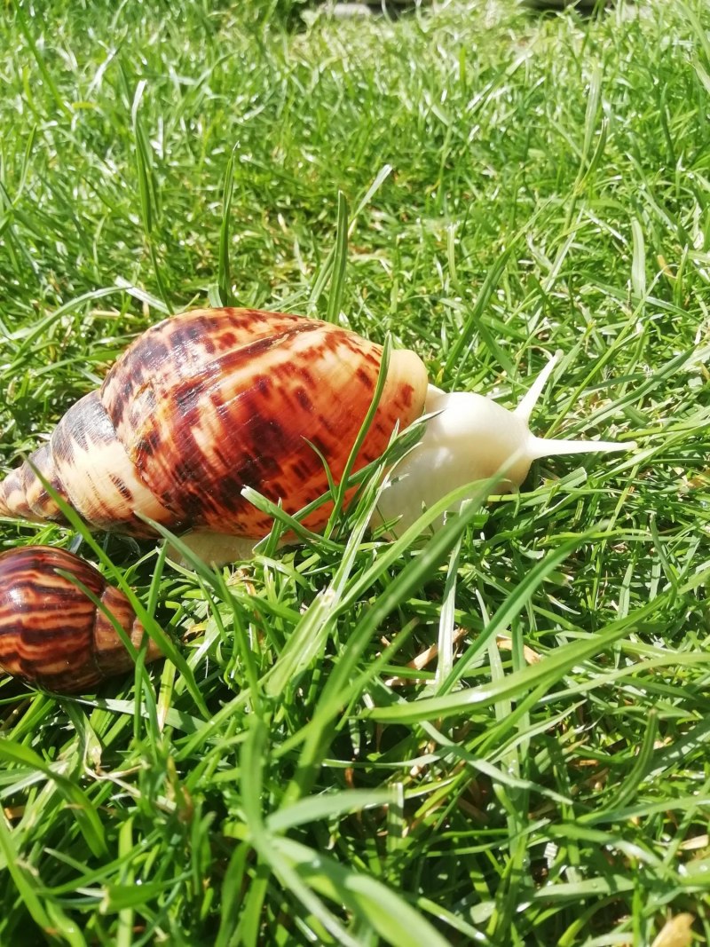 Улитка ахатина ретикулята альбино