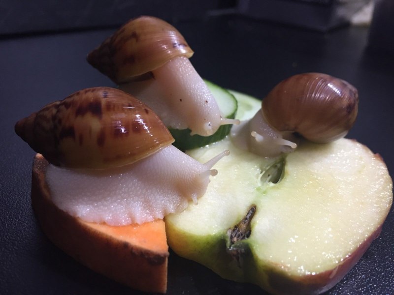 Икра улиток ахатин