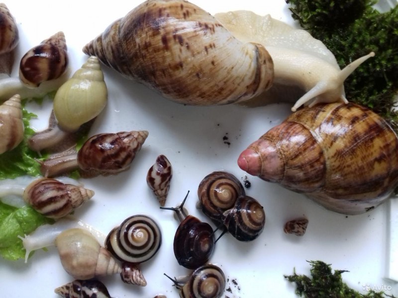 Ахатина иммакулята альбино