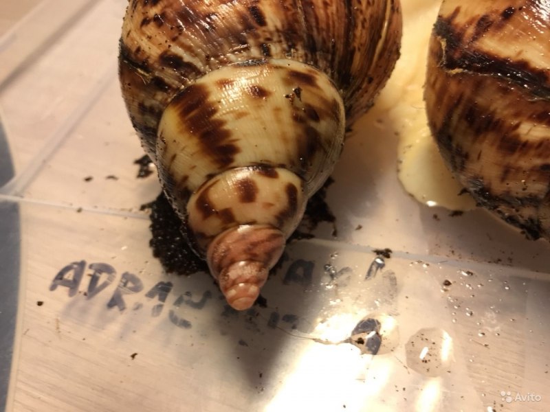 Ахатина фулика альбино