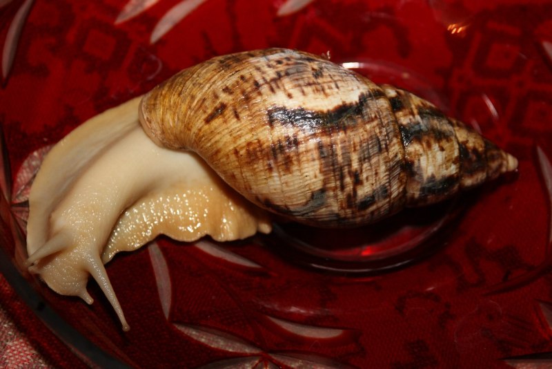Улитка ахатина