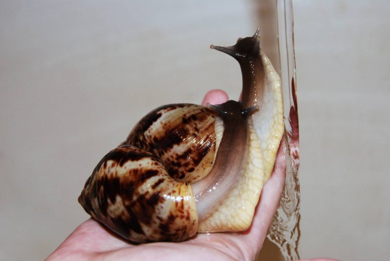 Улитка ахатина черноголовая