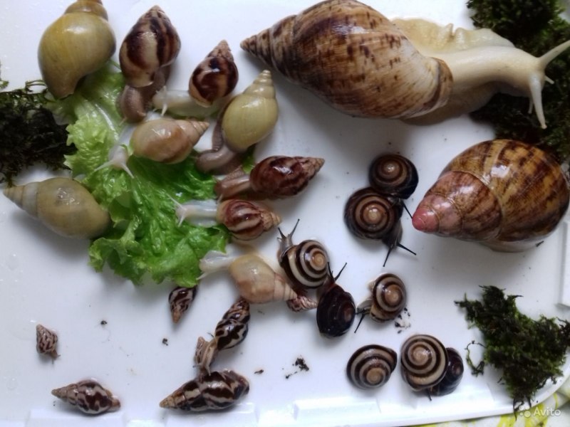 Улитки ахатины фулика черноголовая