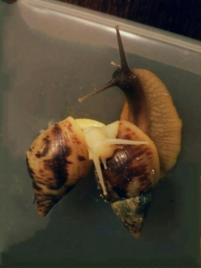 Улитка ахатина ретикулята альбино и черноголовые