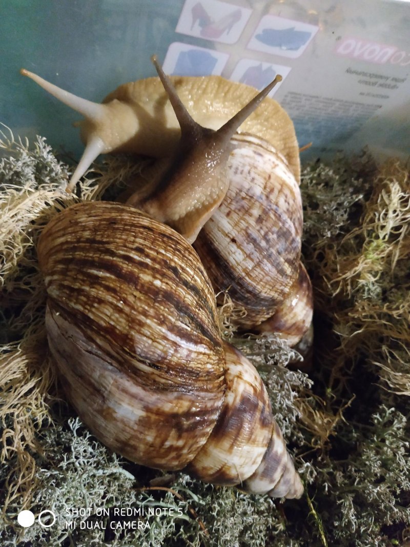 Ахатина ретикулята Улитенок