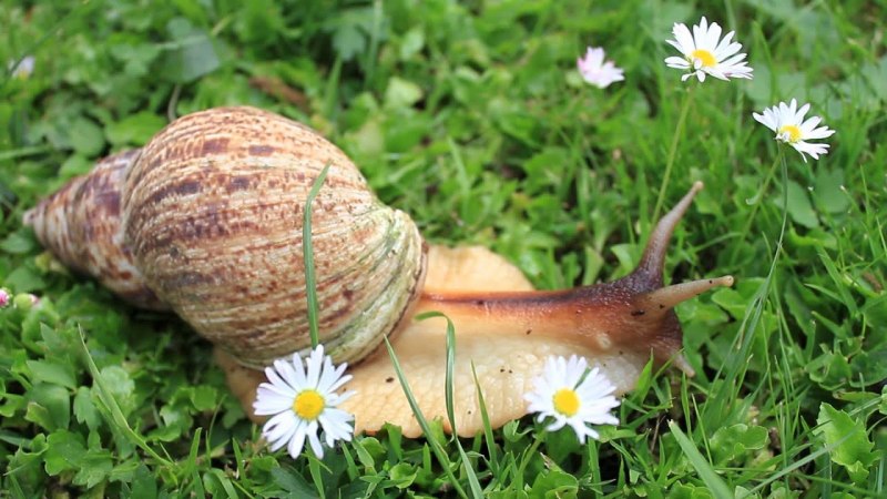 Родина улиток ахатин