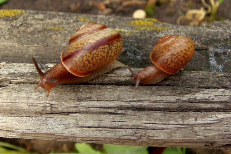 Фулика мелкая