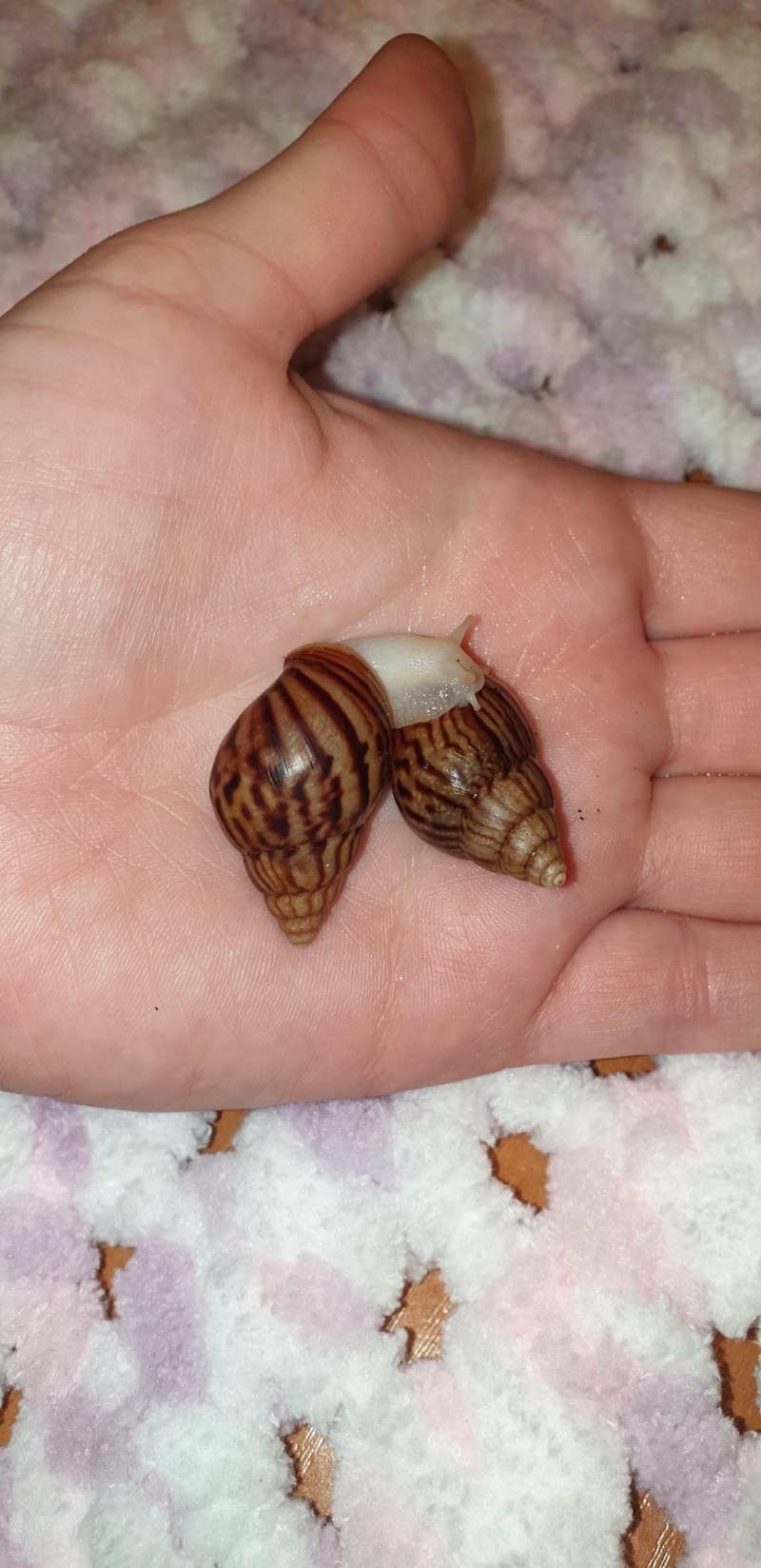 Улитка ахатина альбинос