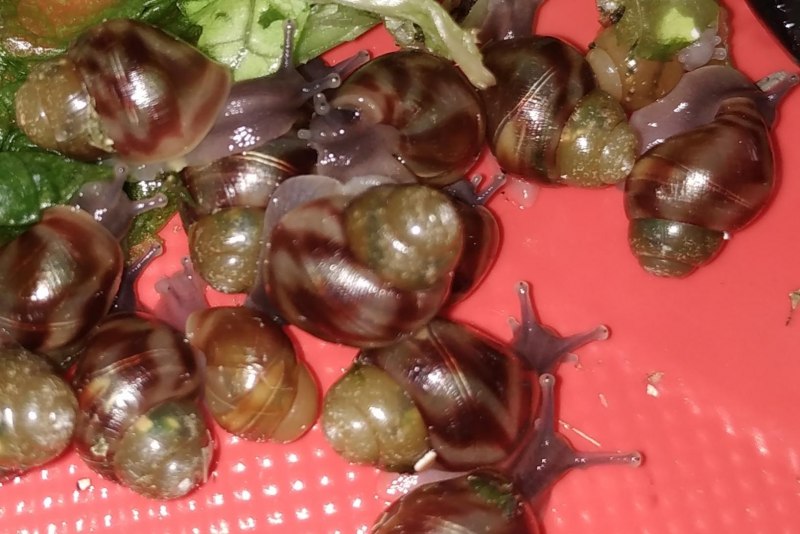 Ахатина ретикулята Улитенок