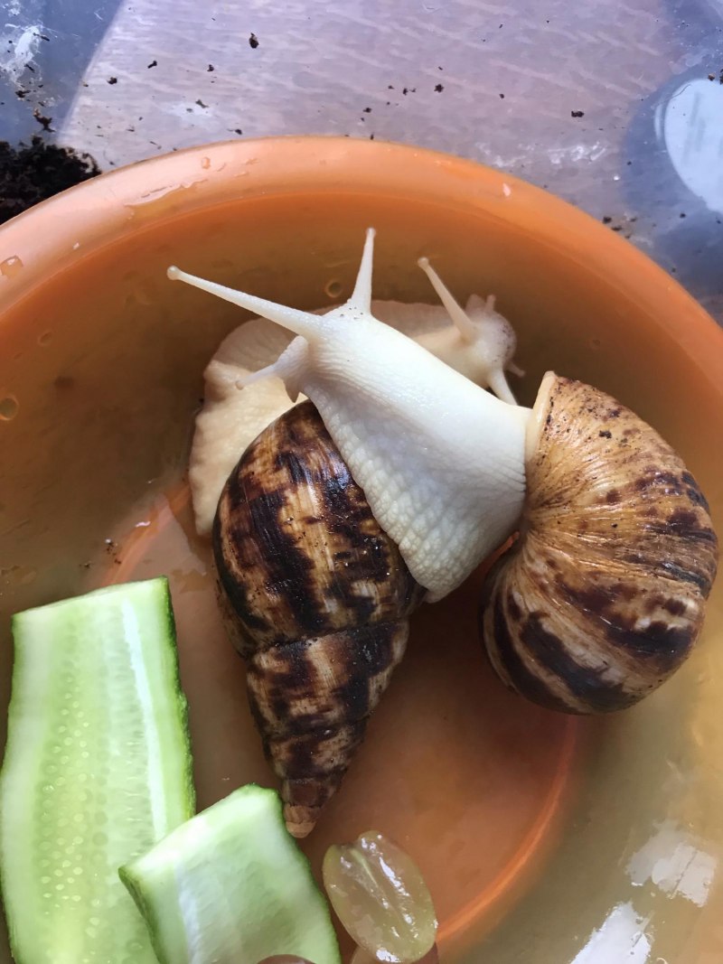 Ахатина фулика альбино стандарт