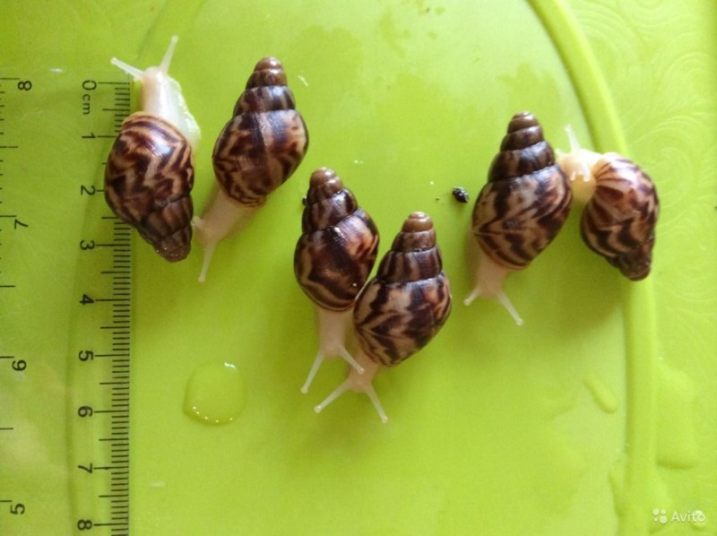 Улитка ахатина ретикулята стандарт