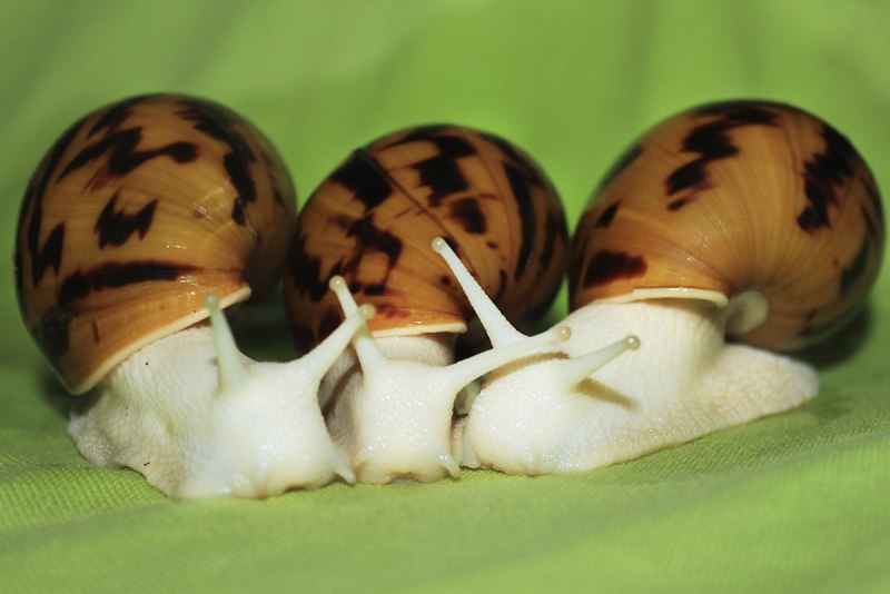Улитка домашняя ахатина