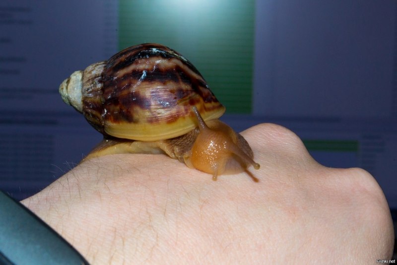 Сухопутные улитки на белом фоне