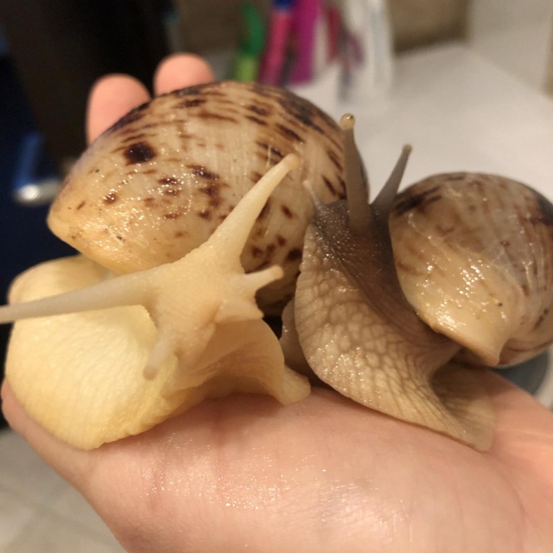 Ахатина ретикулята альбино 1 месяц