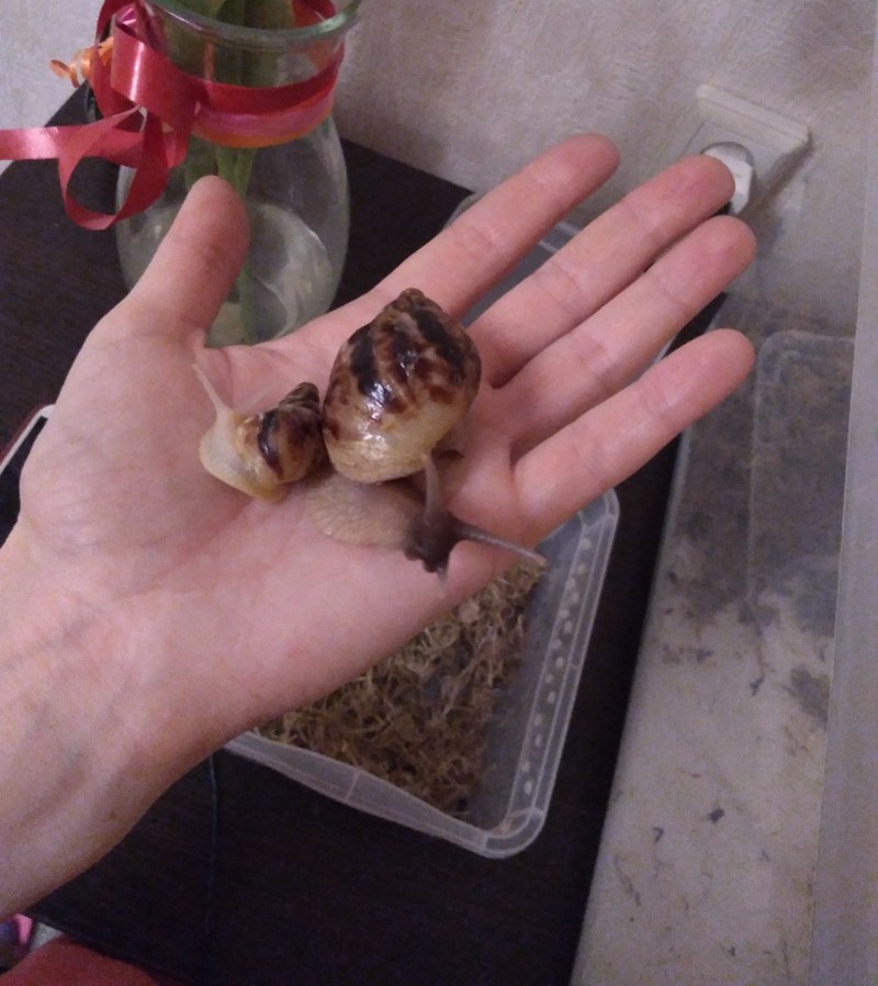 Ахатина фулика иммакулята