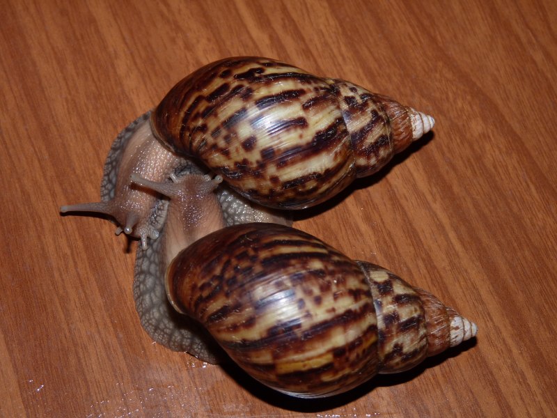 Ахатина ретикулята альбинос
