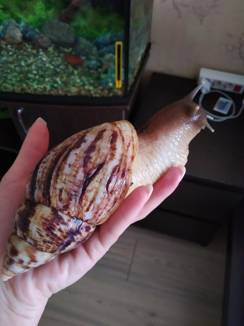 Ахатина фулика Дункер