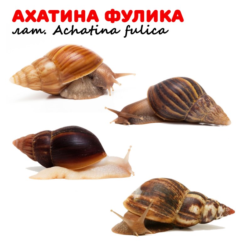 Ахатина ретикулята тигр