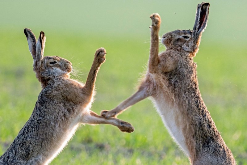 Заяц драчун