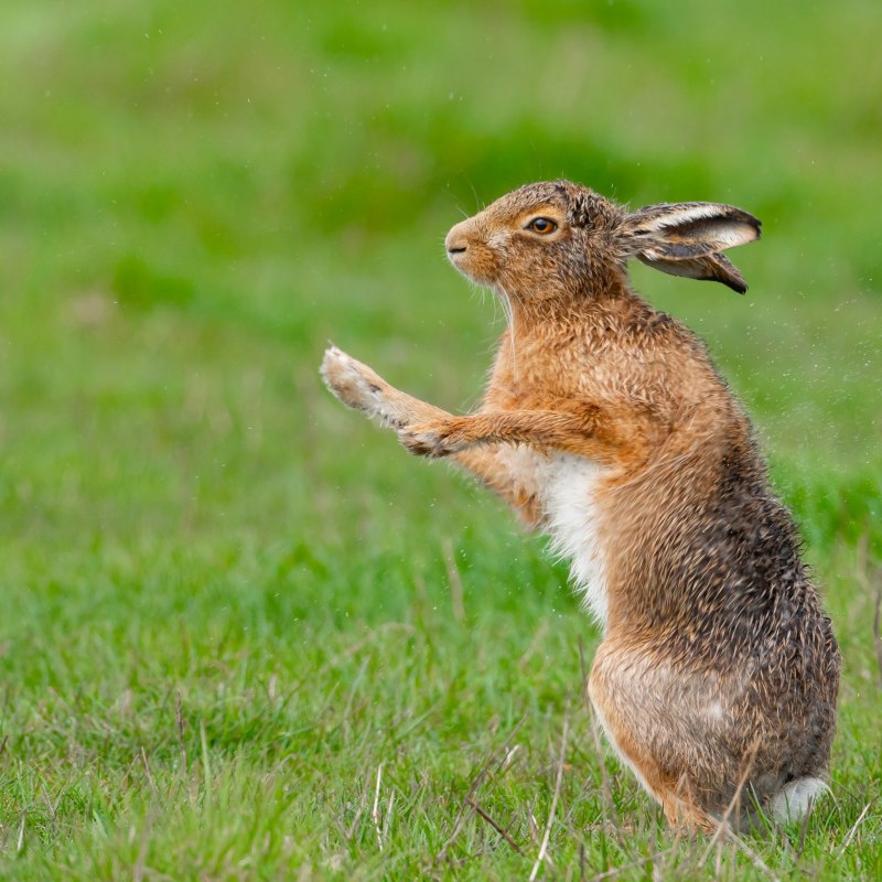 Заяц-Русак барабанит