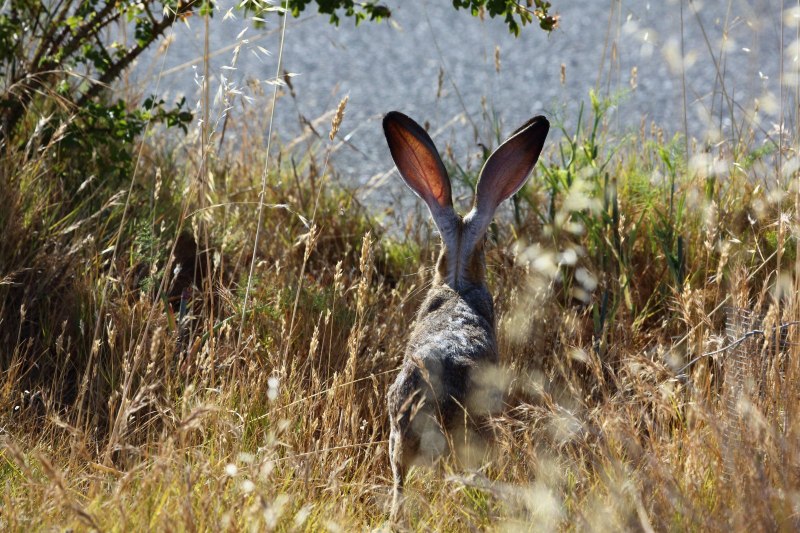 Заяц со спины