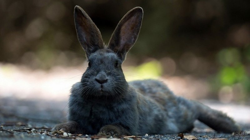 Большой черный заяц