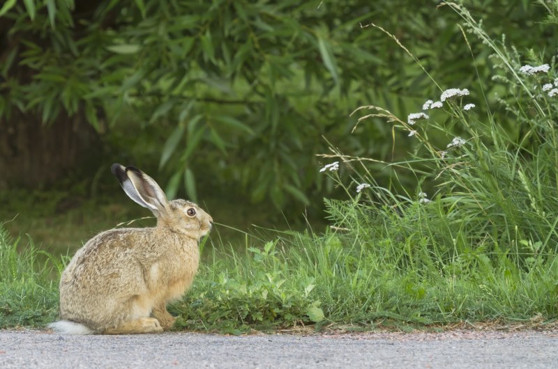 Нора зайца-русака
