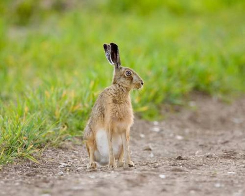 Заяц-Русак барабанит