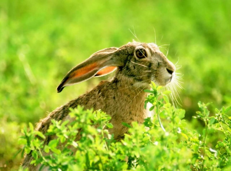 Заяц Русак морда