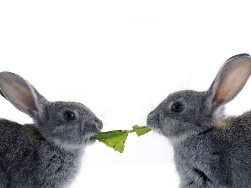 Заяц на белом фоне