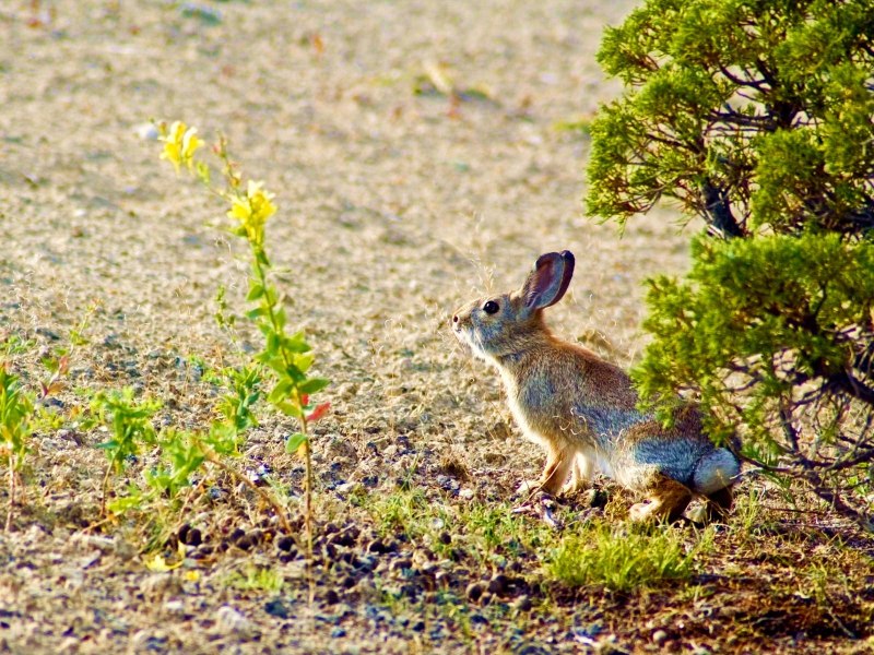 Заяц под кустом