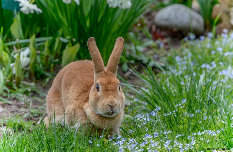 Заяц весной