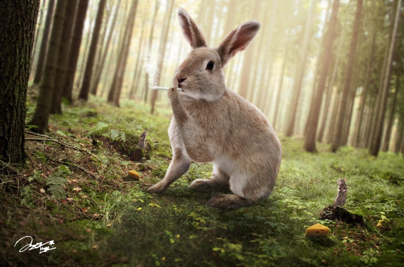 Заяц в лесу