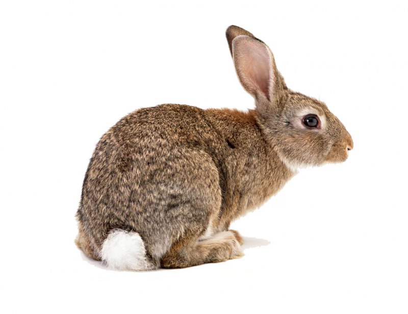 Заяц сбоку