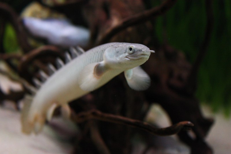 Сенегальский дракон Полиптерус
