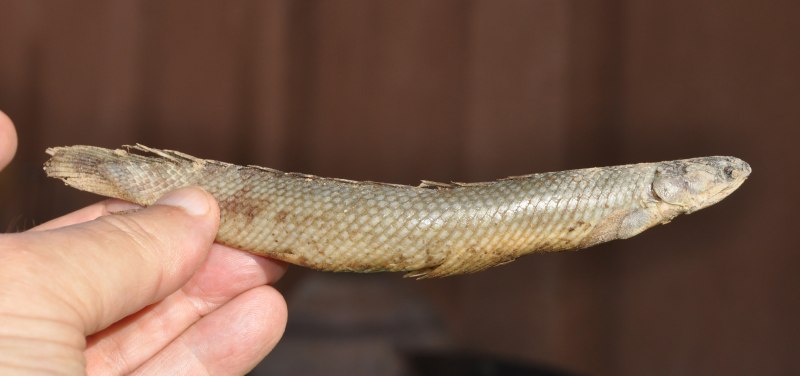 Змеи Полиптерус