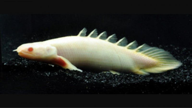 Полиптерус Сенегальский альбино