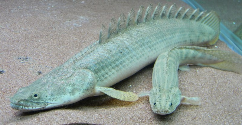 Сенегальский многопёр