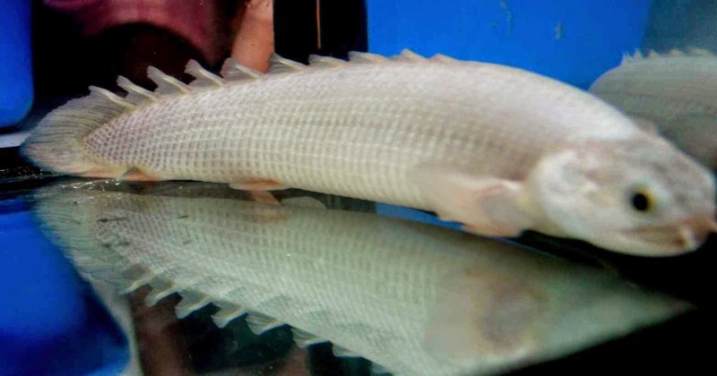 Полиптерус платина