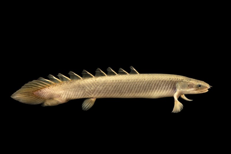 Сенегальский дракон Полиптерус