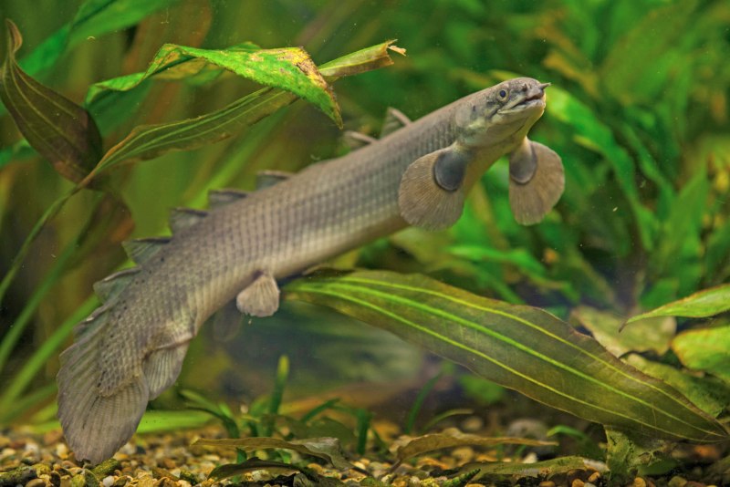 Полиптерус Сенегальский вуалевый