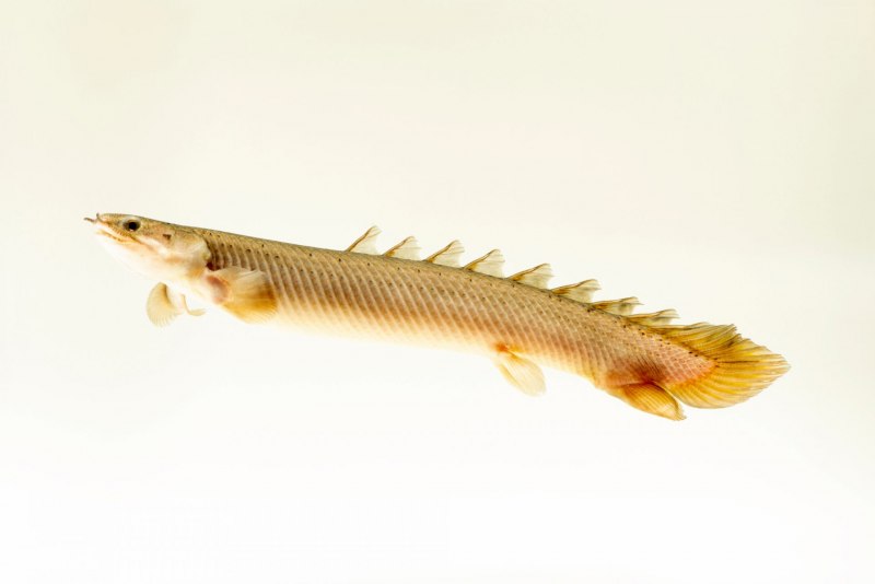 Полиптерус Сенегальский купить