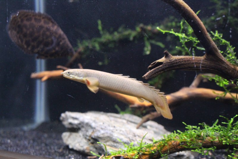 Полиптерус дельгези